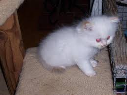 They are now walking, cleaning. Flame Point Himalayan Kitten For Sale In Flushing Michigan Classified Americanlisted Com