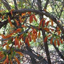 Image result for Halleria lucida