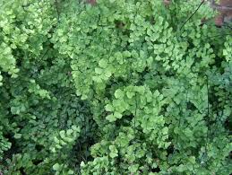 Image result for Adiantum vogelii