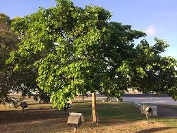 Image result for Intsia