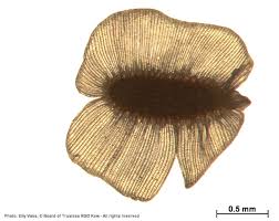 Image result for Nemesia lilacina