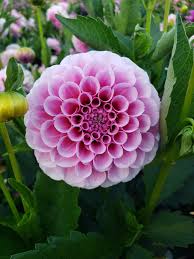 Image result for Stolzia