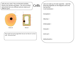 Maybe you would like to learn more about one of these? Label A Plant Cell Ks3 Shefalitayal