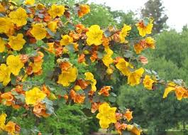 We did not find results for: 9 Plants That Ll Make Your Southern California Garden Flourish California Plants California Native Plants California Garden