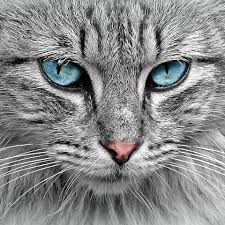Mr Cat Cats Around The World 2019 Photos Videos Cute Animals Cats Cat With Blue Eyes