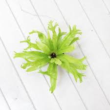 Image result for Asplenium ceii