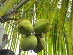 Image result for Cocos nucifera