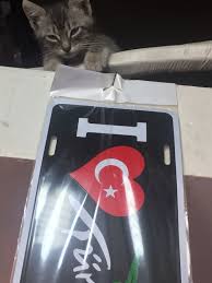 Kedim Deli Degil Sadece Iyi Bir Aktrist P C Cast Kedi Kopek Kedi Kopek