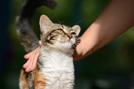 Kedi Mirlamasi Kediler Neden Mirlar My Animals