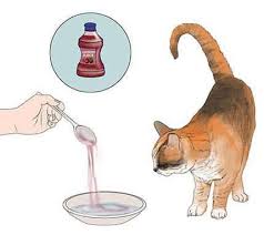 If a male cat is trying to urinate but not producing any urine, it is already an emergency! Cat Uti Home Remedies 12 Easy Ways To Treat Your Pet Friend