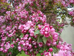 Pin On Flowers And Gardens