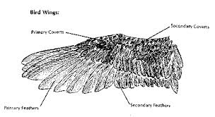Bird With Wings Spread Drawing Bird Wings Bird Wings Wings Bird