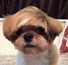 The Can I Speak To The Manager Haircut Thisismylifenow Dog Haircuts Dog Grooming Styles Dogs