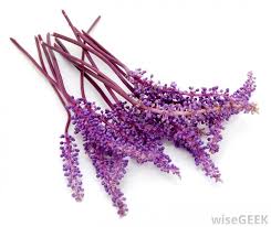 There are several species of lavender such as; What Are The Benefits Of Aromatherapy With Pictures