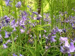 Bluebells At Low Force Waterfall In Upper Teesdale In The North Pennines Bluebells Flowers Waterfall