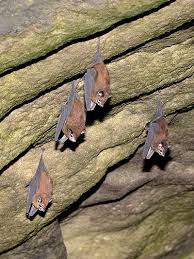 Image result for Batia internella