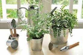 Image result for Pellaea dura