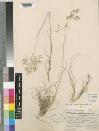 Image result for Pentameris