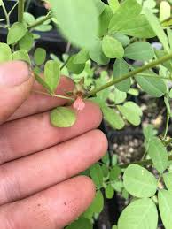 Image result for Indigofera nyassica