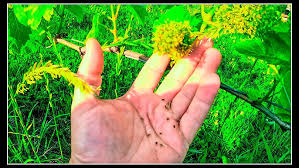 Image result for Calepitrimerus vitis