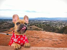 What do french artists wear? Get Ready For The Season 2020 Top 8 French Bulldog Outfits Frenchie World Shop
