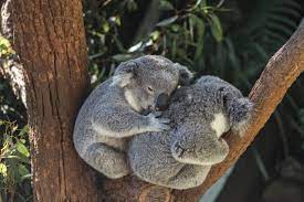 One In Three Koalas On Australia S East Coast Wiped Out Due To Devastating Bushfires Koala Koalas Koala Bear