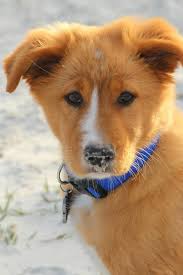 The australian shepherd has its origin in europe in the pyrenese mountains; Australian Shepherd Golden Retriever Mix Oh My God I Want Him Shepherd Mix Puppies Beautiful Dogs Dogs