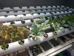 Hidroponik sendiri adalah metode menanam yang menggunakan media air. 7 Cara Membuat Kebun Tanaman Hidroponik Di Rumah Gampang Banget