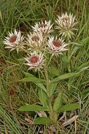 Image result for Macledium zeyheri