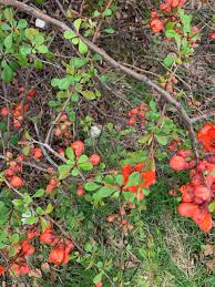 Image result for Buchnera speciosa