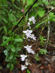 Image result for Cynorkis debilis