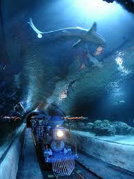 Come visit the downtown aquarium for an adventurous and immersive experience in dining and activities. Shark Day Downtown Houston