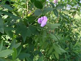 Image result for Vigna vexillata