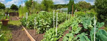 We did not find results for: The Seed Collection Buy Herb Flower And Vegetable Seeds Online