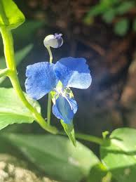 Image result for Commelina nigritana