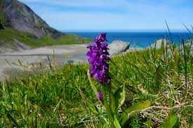 Hoa Lan Những Bông Cỏ Hệ Thực - Ảnh miễn phí trên Pixabay