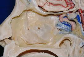 Easily learn the bones of the body in no time using these interactive anatomy quizzes, worksheets, videos and labeled diagrams. Right Lateral Wall Of The Nasal Cavity Nasopharynx And Cavernous Sinus Neuroanatomy The Neurosurgical Atlas By Aaron Cohen Gadol M D