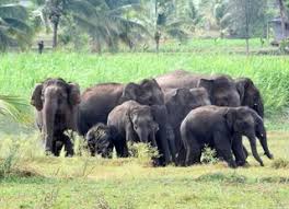 2 die in elephant attack in Sringeri taluk of Karnataka - The Hindu