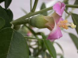 Image result for Lagunaria patersonia