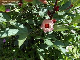 Maple leaf hibiscus will do well year round where temperatures do not drop below freezing. Plantfiles Pictures Hibiscus Species Roselle Jamaican Tea Maple Leaf Hibiscus Florida Cranberry October Hibiscus R Hibiscus Sabdariffa By Lexiekinz