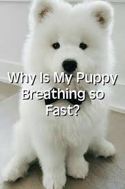 Worried about your puppy breathing fast? Pin On Dog Training