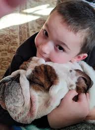 Kaiden loves Buddy the bulldog as much as Buddy loves Kaiden, the kid.