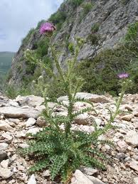 Image result for Criscianthus