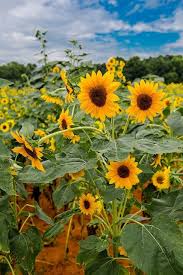 Check spelling or type a new query. Sunflower Farm In Rutledge Georgia Lindas Paisagens Paisagem Flores Belas Flores