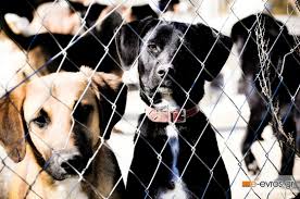 Είναι ημέρα υπενθύμισης ειδικά για την ελλάδα όπου χιλιάδες ζώα υποφέρουν. 4 Aprilioy Pagkosmia Hmera Adespotwn Zwwn E Evros Gr