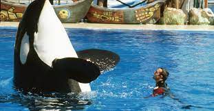 I trained killer whales at SeaWorld for 12 years. Here's why I quit. | Vox