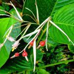 Image result for Marantochloa purpurea