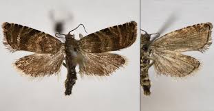 Image result for Cydia strobilella