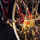 Country Christmas Bikes and Lights event image