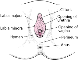 Female reproductive system consists of ovaries, fallopian tubes, uterus regional parts. Female External Genital Organs Women S Health Issues Merck Manuals Consumer Version